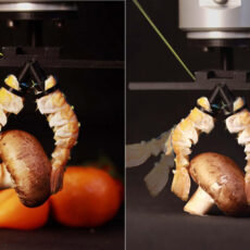 EPFL Crustacean Lobster Shell Robot Arms
