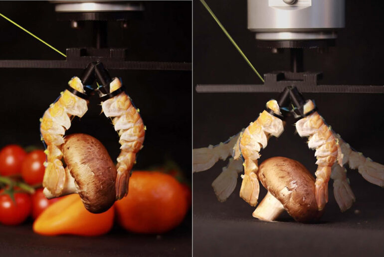 EPFL Crustacean Lobster Shell Robot Arms