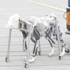 Musculoskeletal Robot Dog