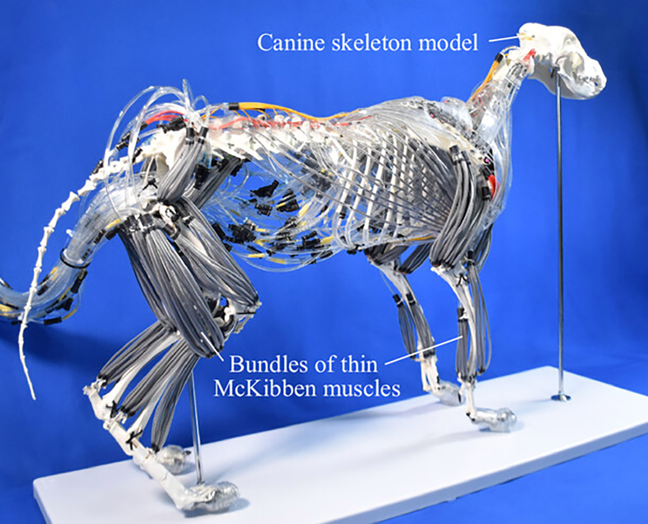Musculoskeletal Robot Dog
