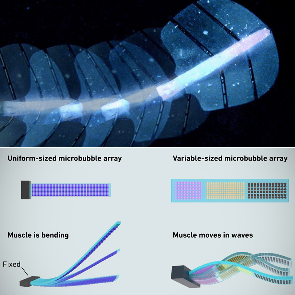 Sound-Powered Artificial Muscles