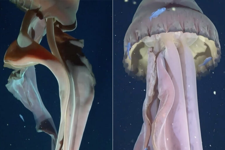 Giant Phantom Jellyfish Argentina