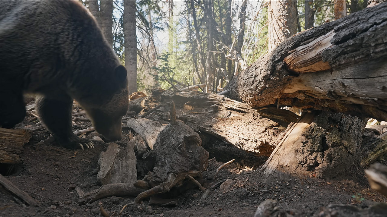 Photographer Filmmaker Jake Davis Cameras Squirrel Food Bears