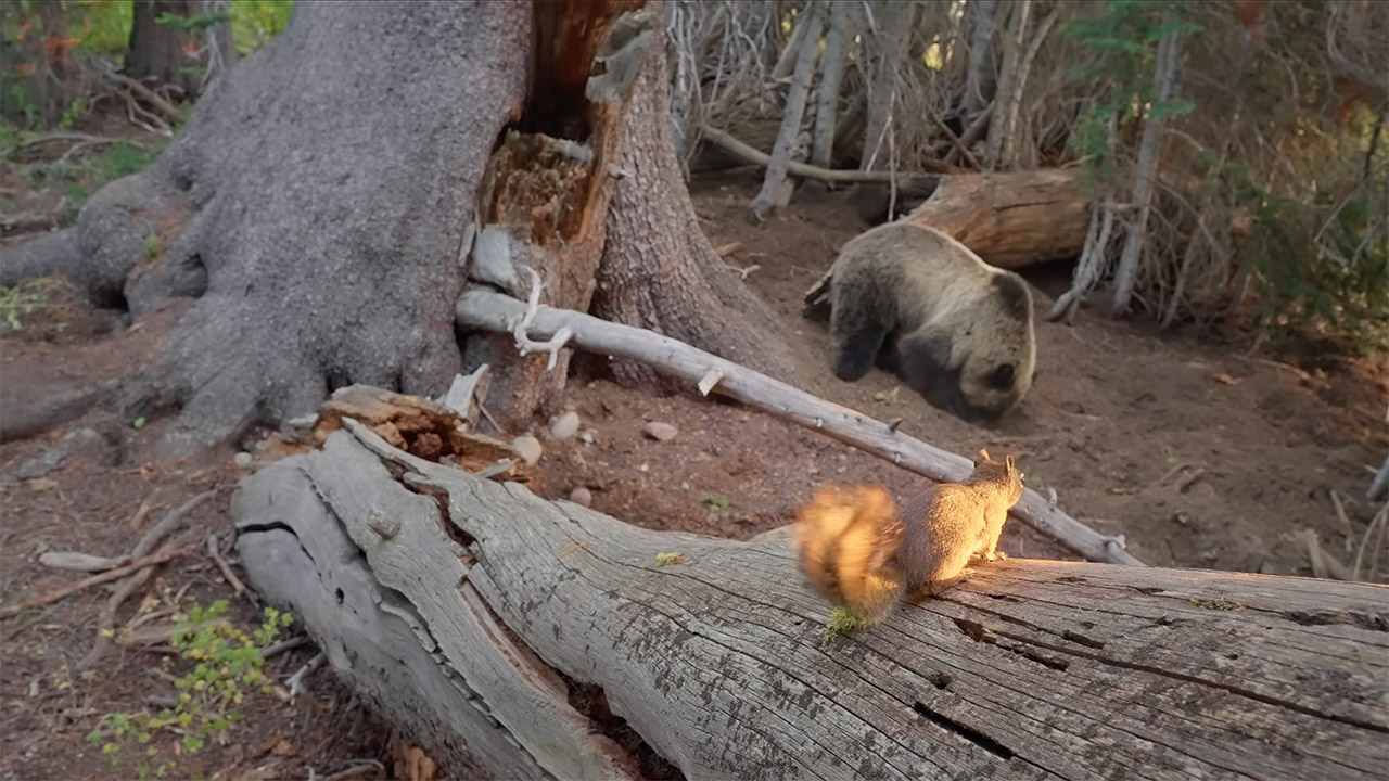 Photographer Filmmaker Jake Davis Cameras Squirrel Food Bears