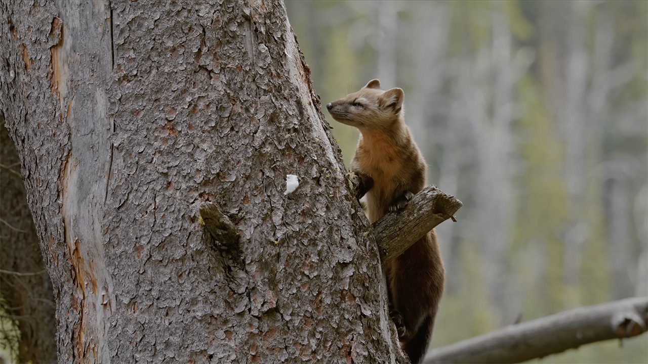 Photographer Filmmaker Jake Davis Cameras Squirrel Food Bears