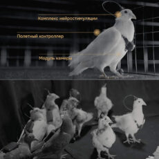 Russia Neiry Neural Chips Pigeon Cyborg Drones