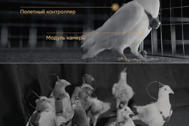 Russia Neiry Neural Chips Pigeon Cyborg Drones