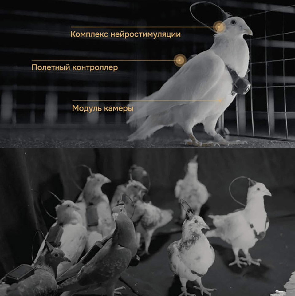 Russia Neiry Neural Chips Pigeon Cyborg Drones