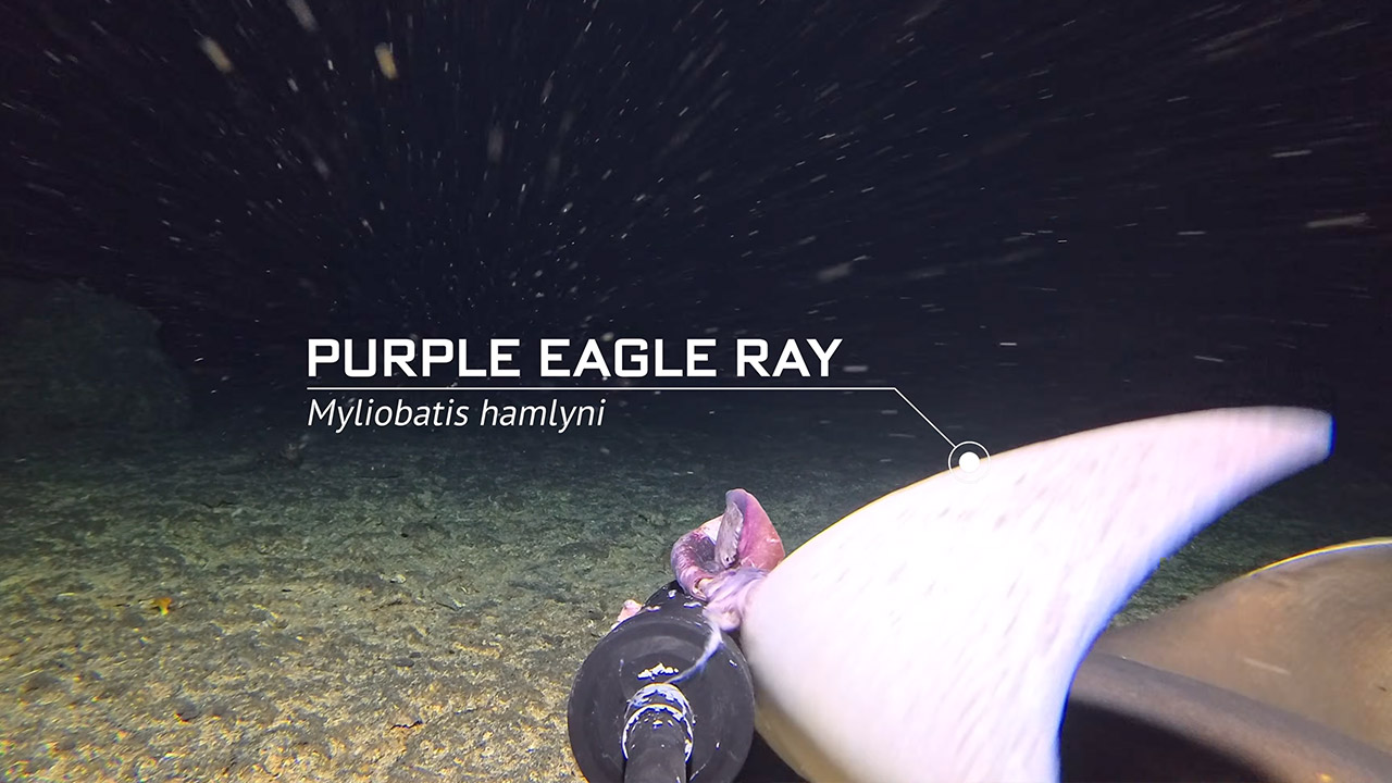 Insta360 Ace Pro 2 Camera Black Magic Island Barny Dillarstone