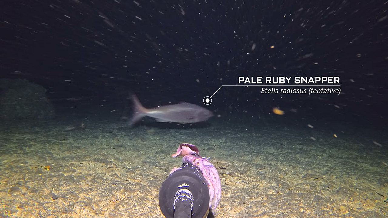 Insta360 Ace Pro 2 Camera Black Magic Island Barny Dillarstone