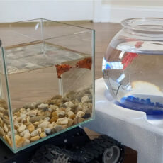 Fish Learns to Drive Robotic Tank