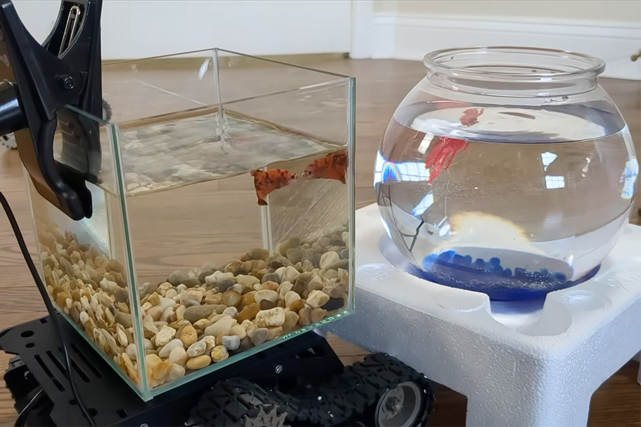 Fish Learns to Drive Robotic Tank