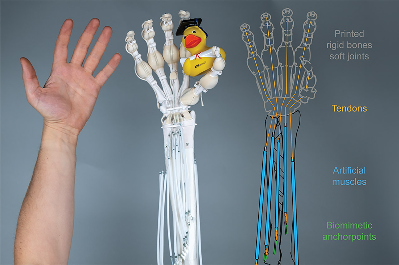ETH Zurich Robot Hand Artificial Muscles