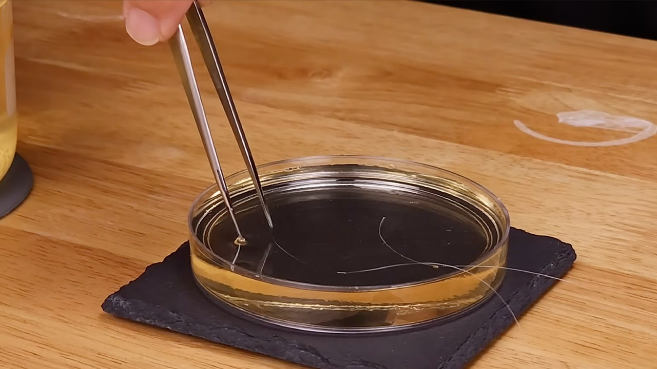 Growing Giant Sugar Crystal Experiment