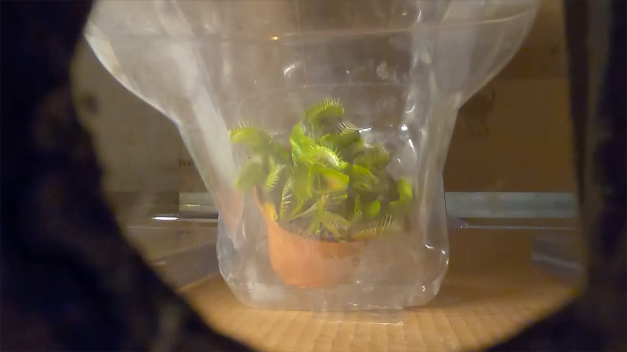 Venus Flytrap Particle Accelerator Experiment