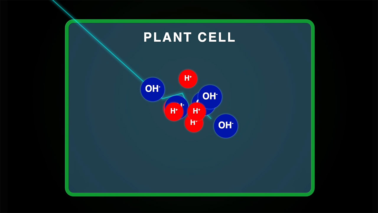 Venus Flytrap Particle Accelerator Experiment