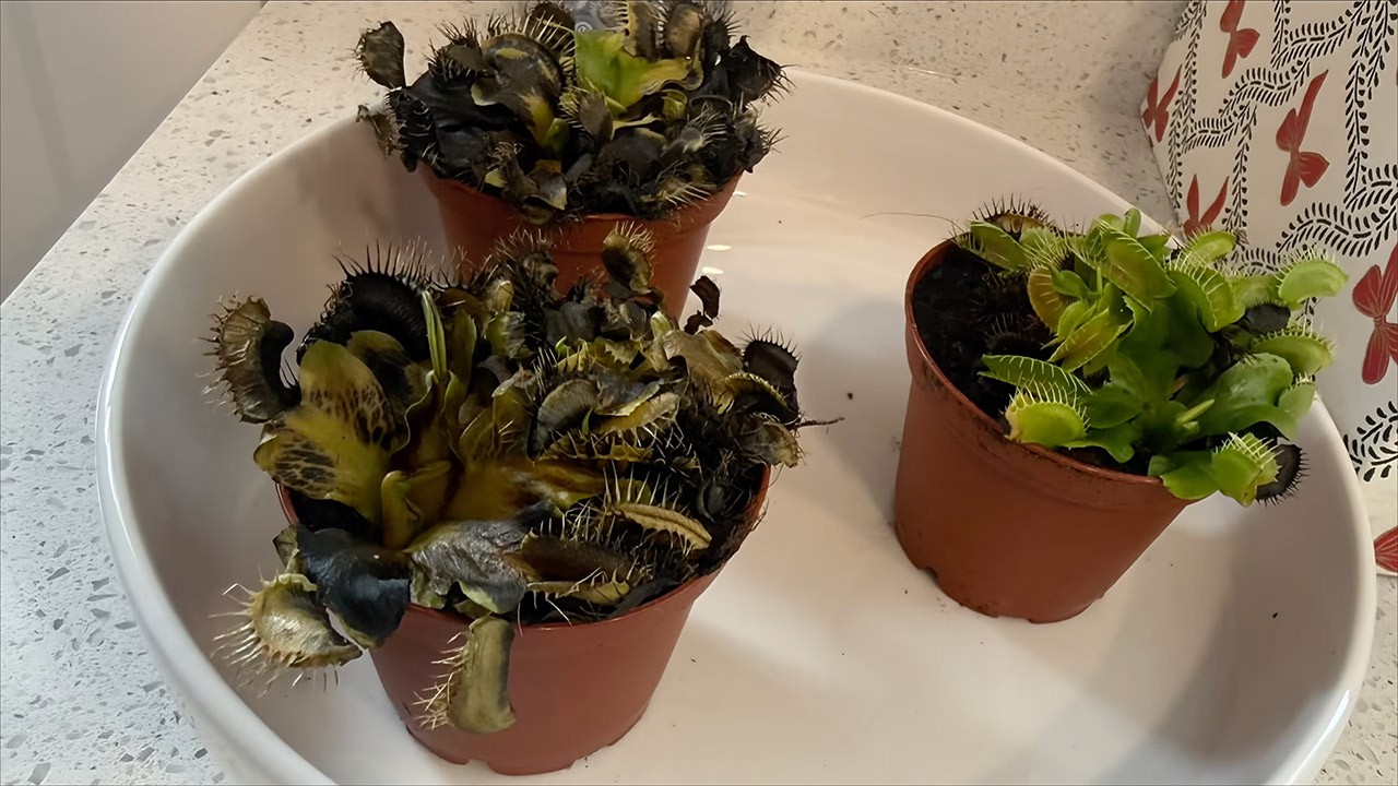 Venus Flytrap Particle Accelerator Experiment