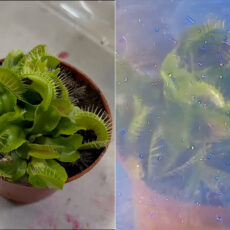 Venus Flytrap Particle Accelerator Experiment