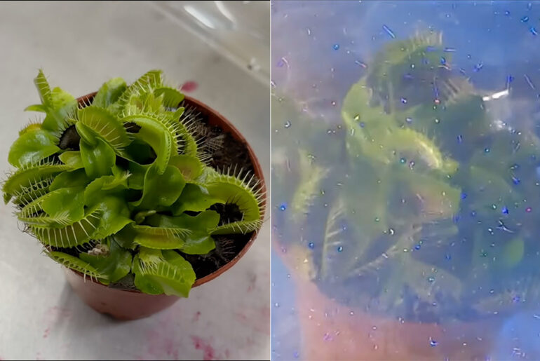 Venus Flytrap Particle Accelerator Experiment