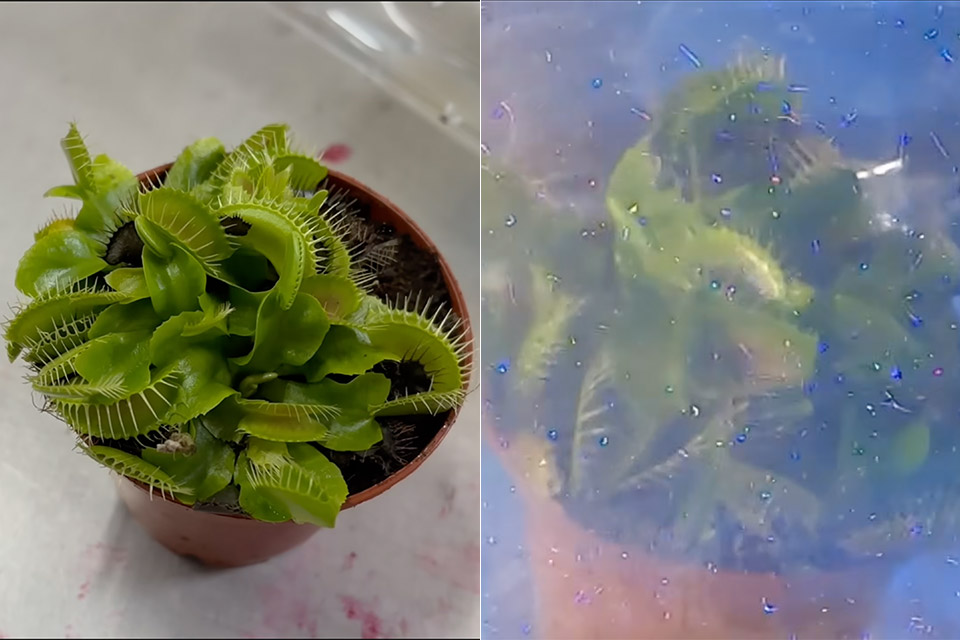 Venus Flytrap Particle Accelerator Experiment
