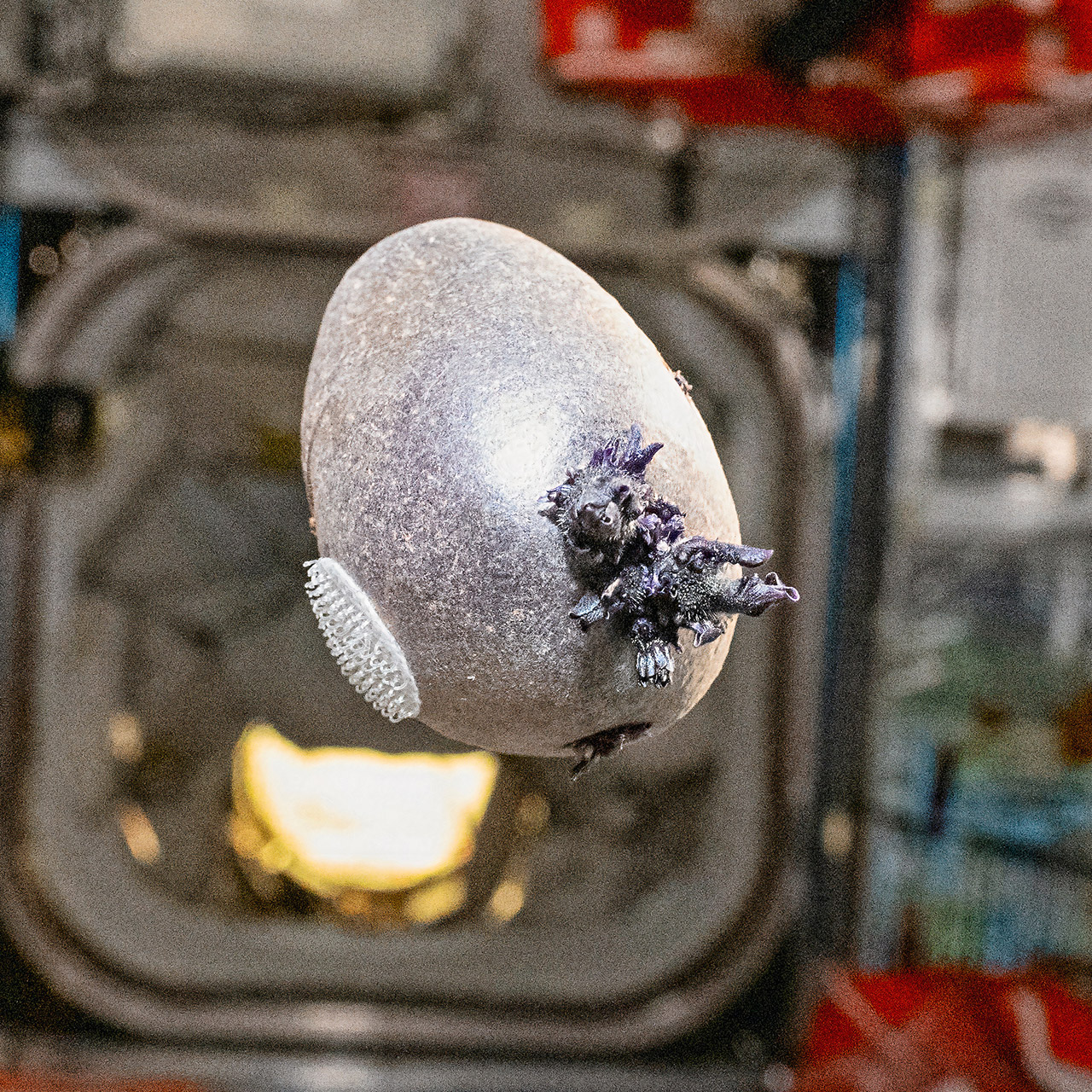 NASA Astronaut Don Pettit Spudnik-1 Alien Purple Potato Space