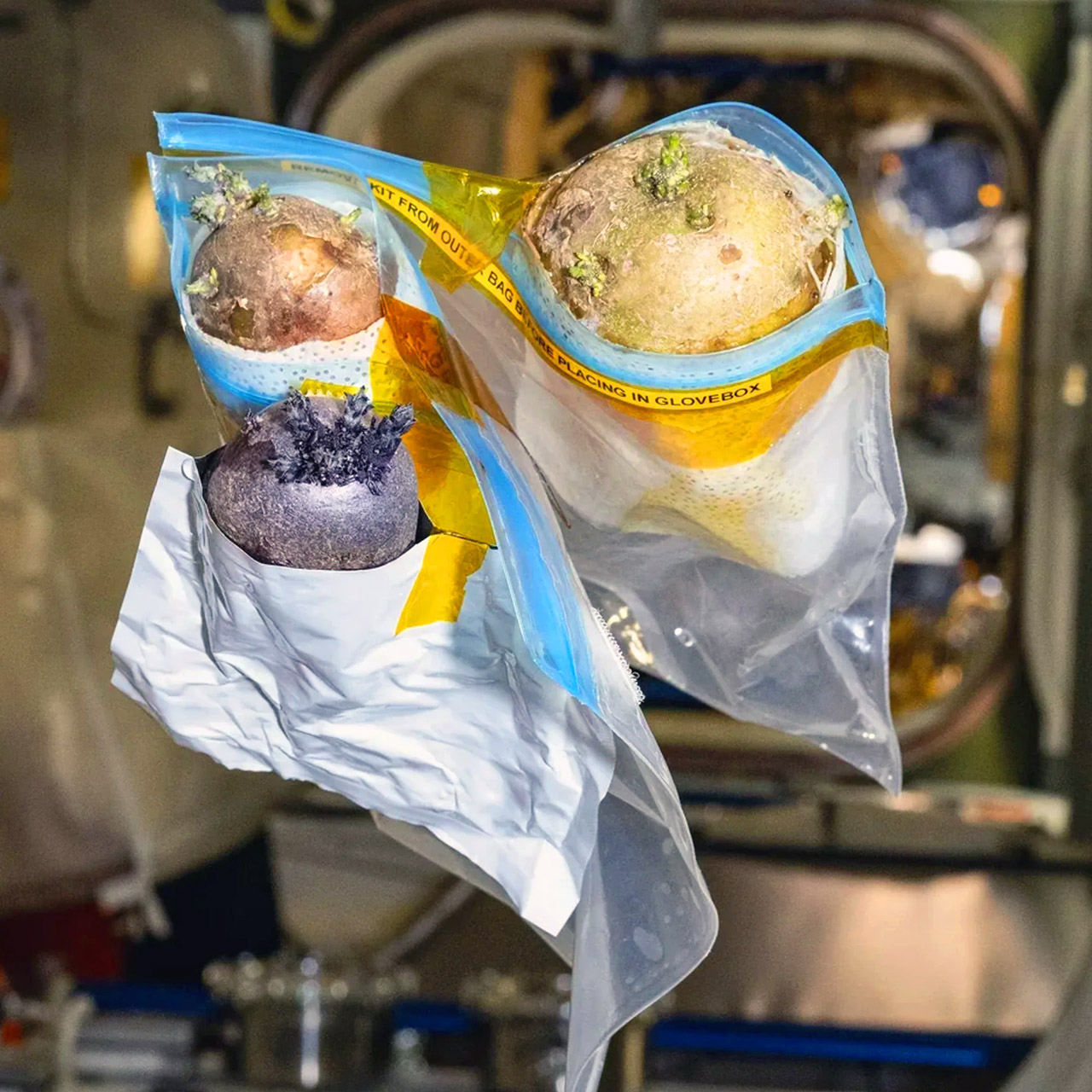 NASA Astronaut Don Pettit Spudnik-1 Alien Purple Potato Space