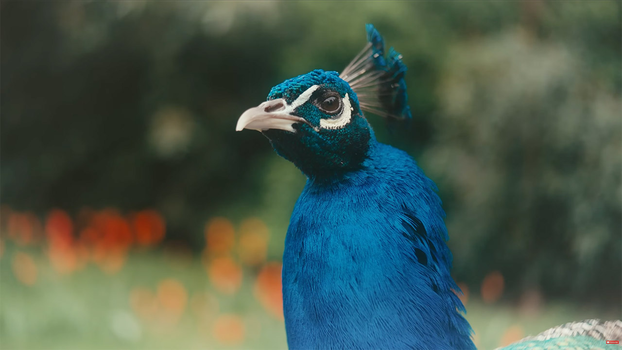 100-Year-Old Lens Sony Cinema Camera Mod