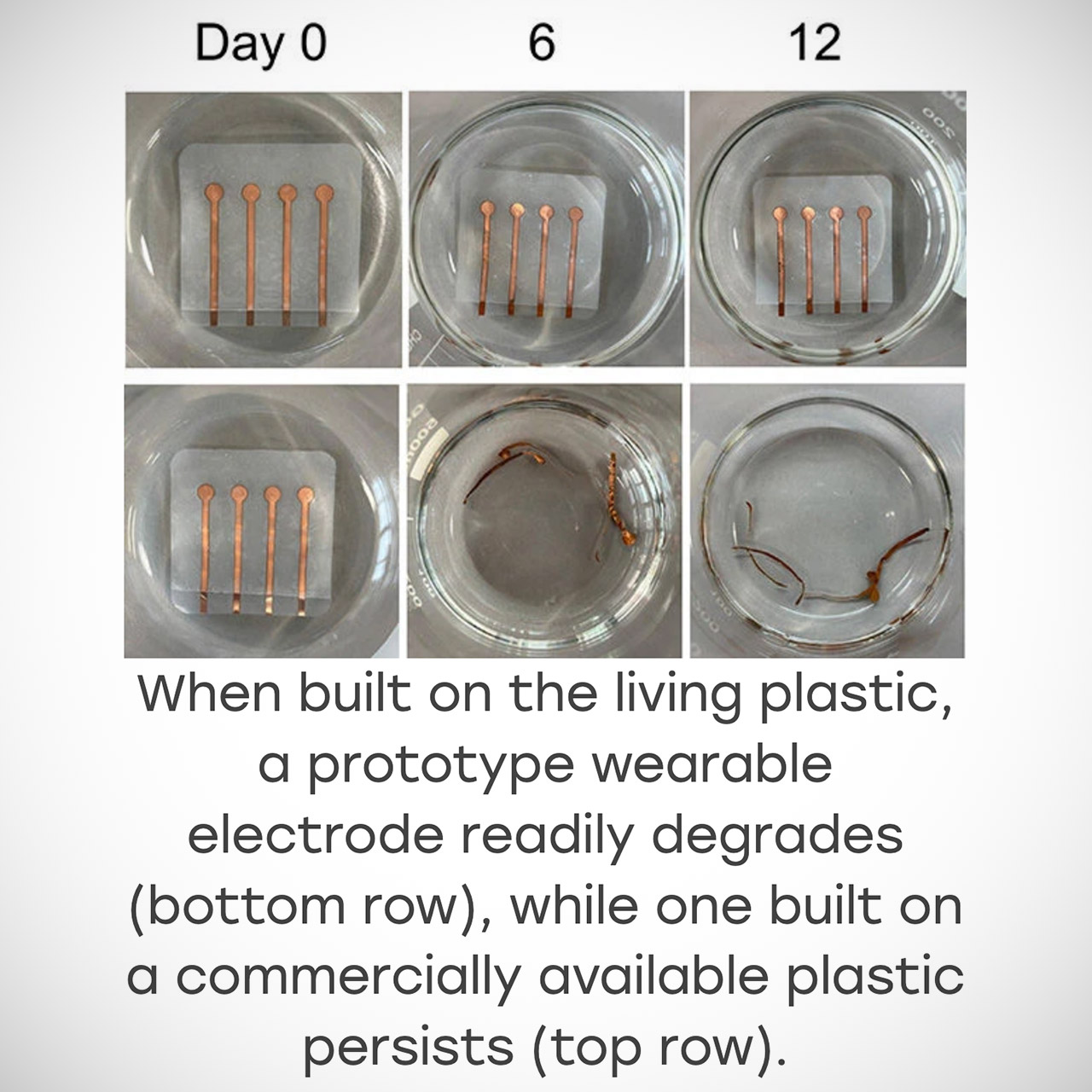 Living Plastics Self Destruct