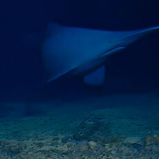 First Live Footage Goblin Shark Natural Habitat