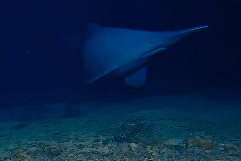 First Live Footage Goblin Shark Natural Habitat