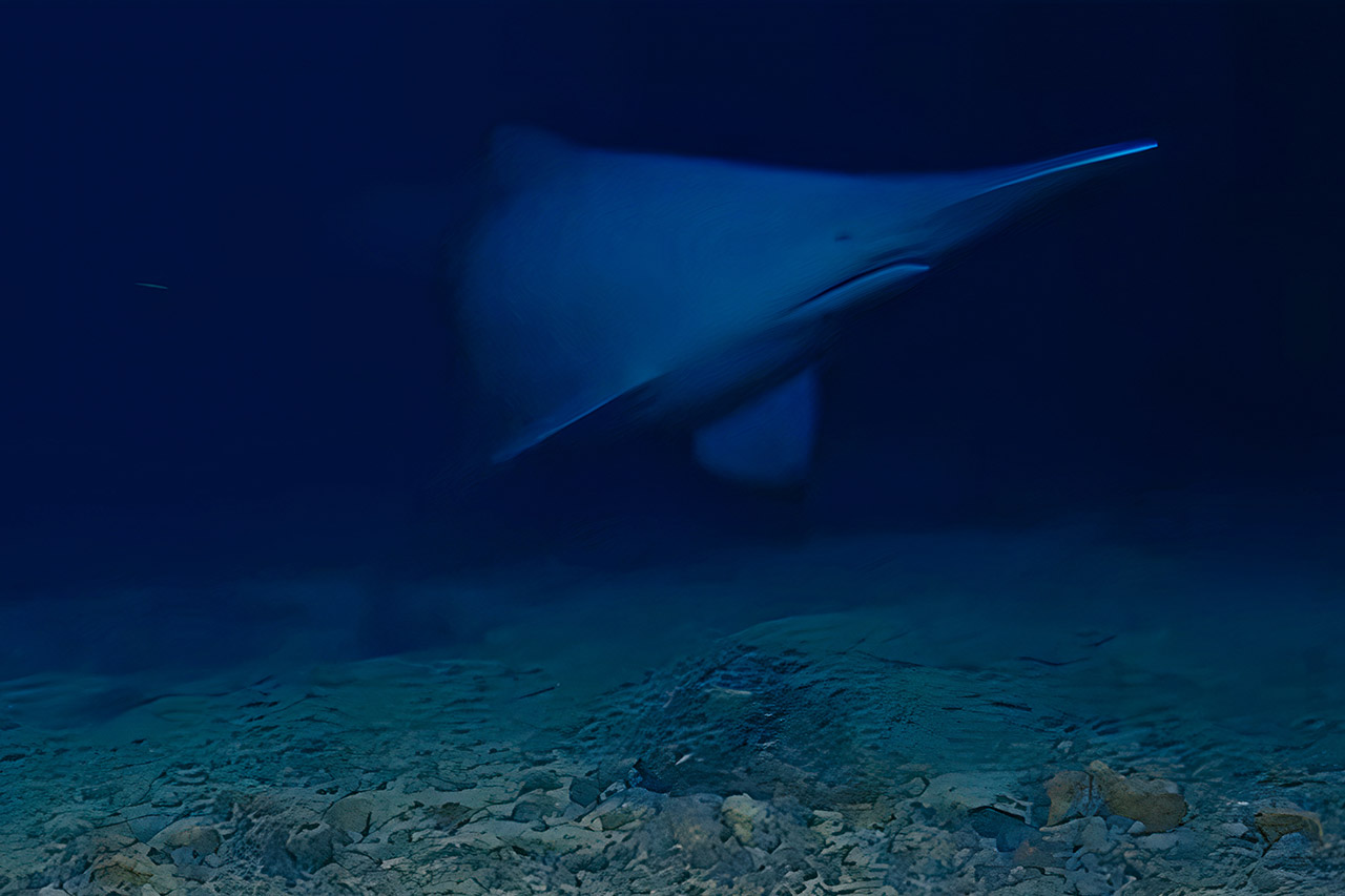 First Live Footage Goblin Shark Natural Habitat