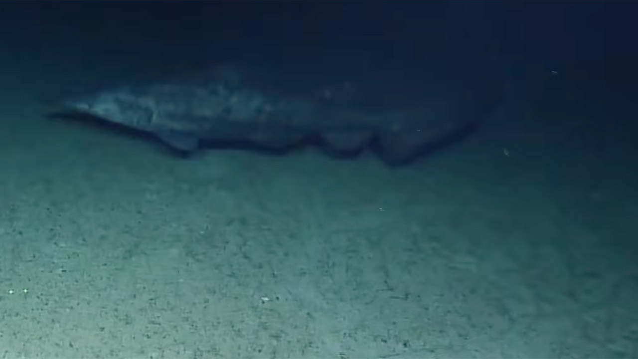 First Live Footage Goblin Shark Natural Habitat