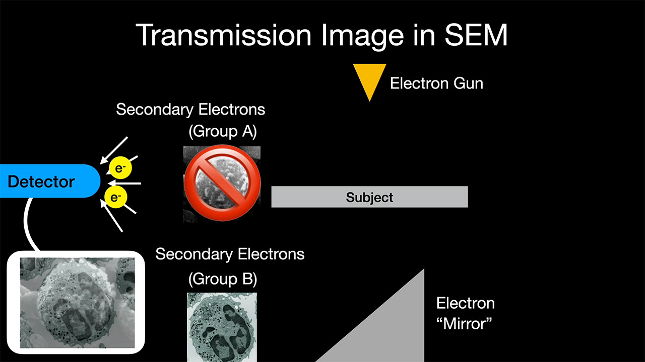 Scanning Electron Microscope to TEM Transmission Project Mod