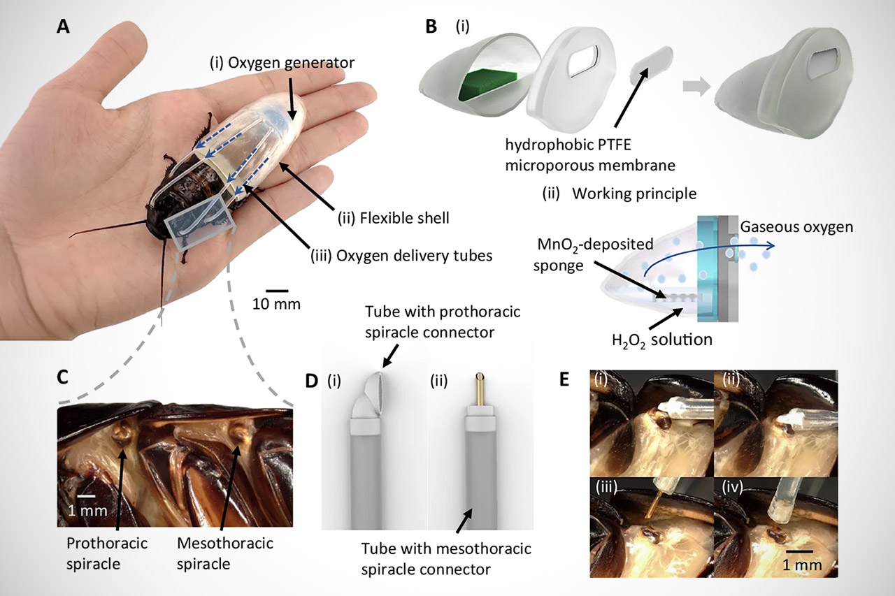 Amphibious Cyborg Cockroaches Diving 3D-Printed Oxygen Suit