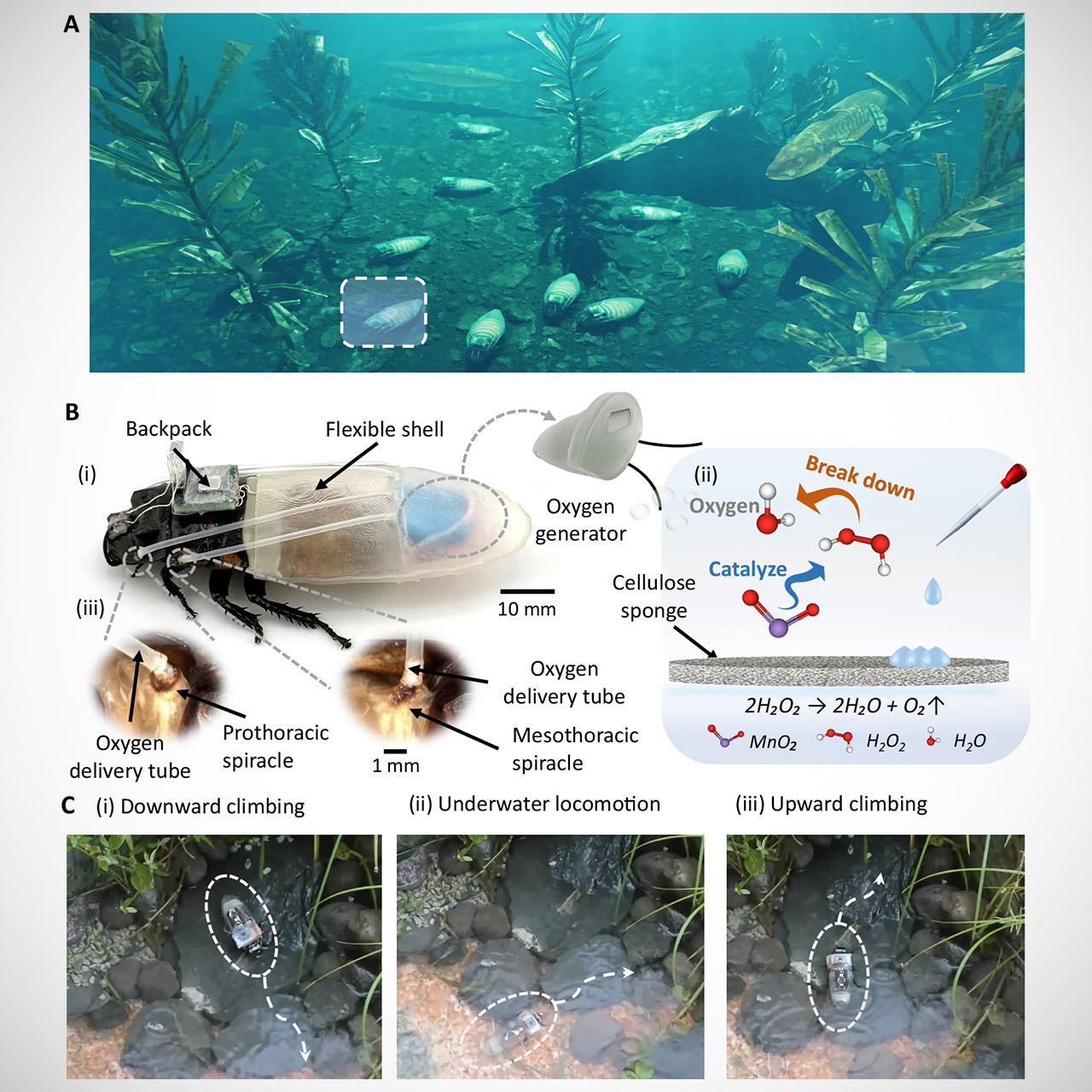Amphibious Cyborg Cockroaches Diving 3D-Printed Oxygen Suit