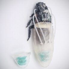 Amphibious Cyborg Cockroaches Diving 3D-Printed Oxygen Suit