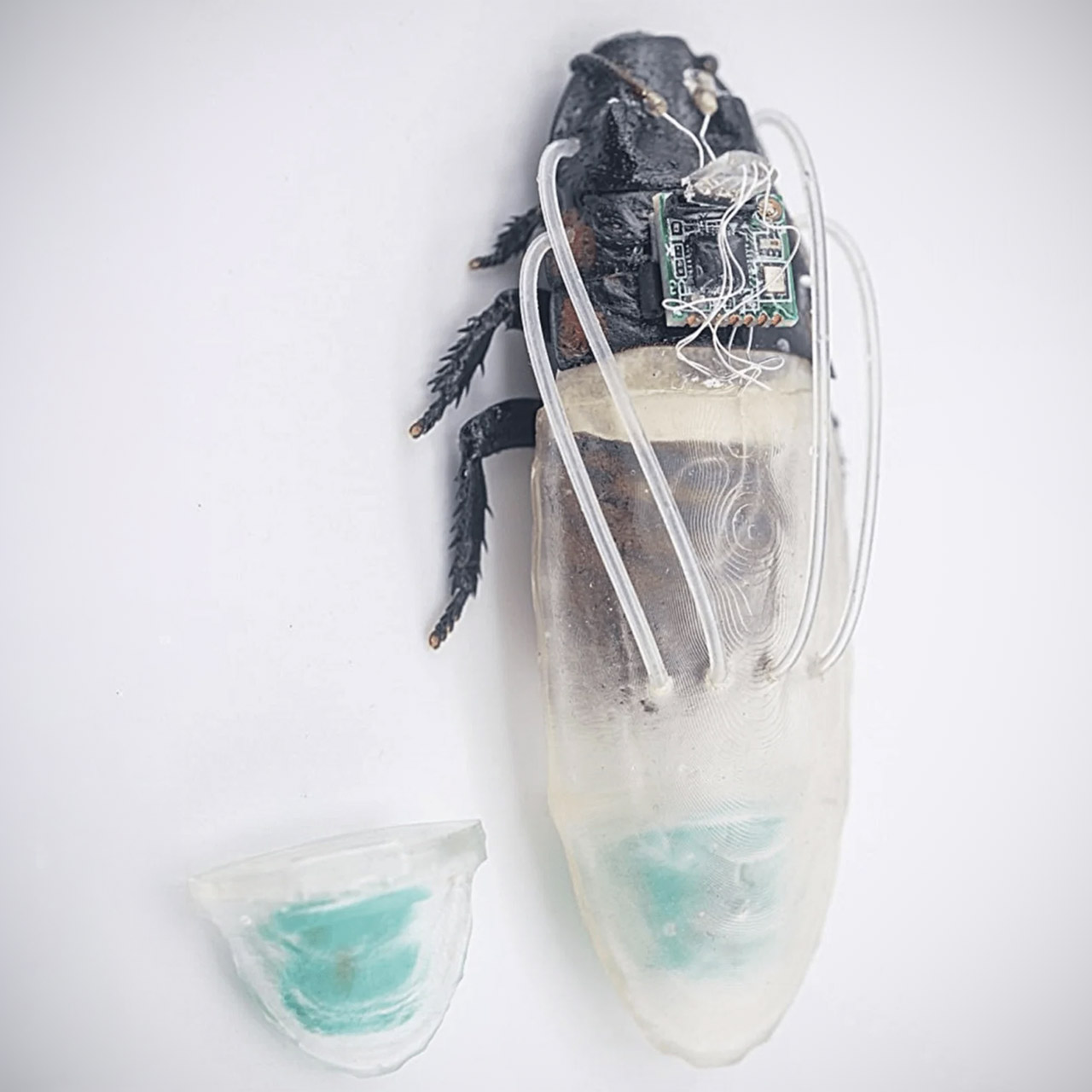 Amphibious Cyborg Cockroaches Diving 3D-Printed Oxygen Suit