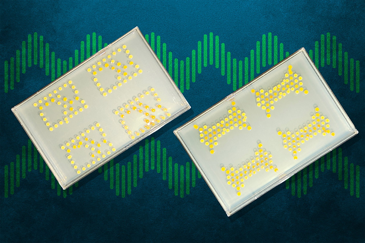 MIT Living Transistors Bacteria Colonies