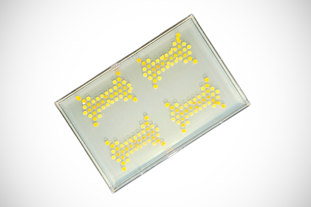 MIT Living Transistors Bacteria Colonies
