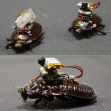Paraborg Paramedic Cyborg Cockroaches