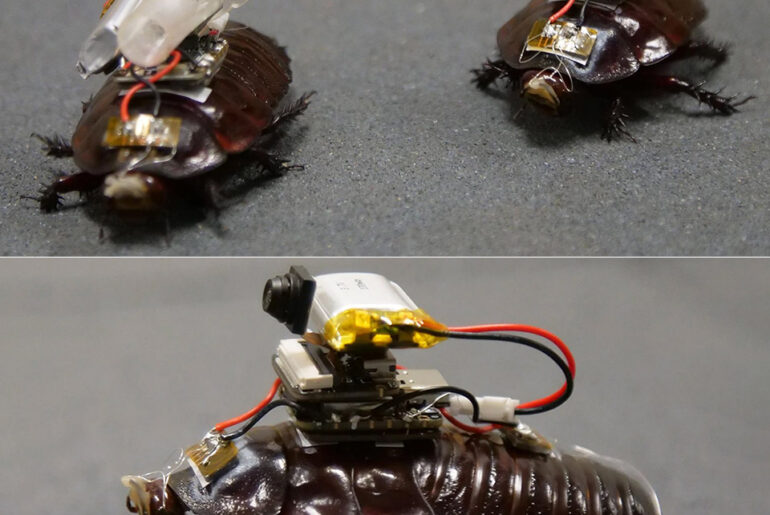 Paraborg Paramedic Cyborg Cockroaches