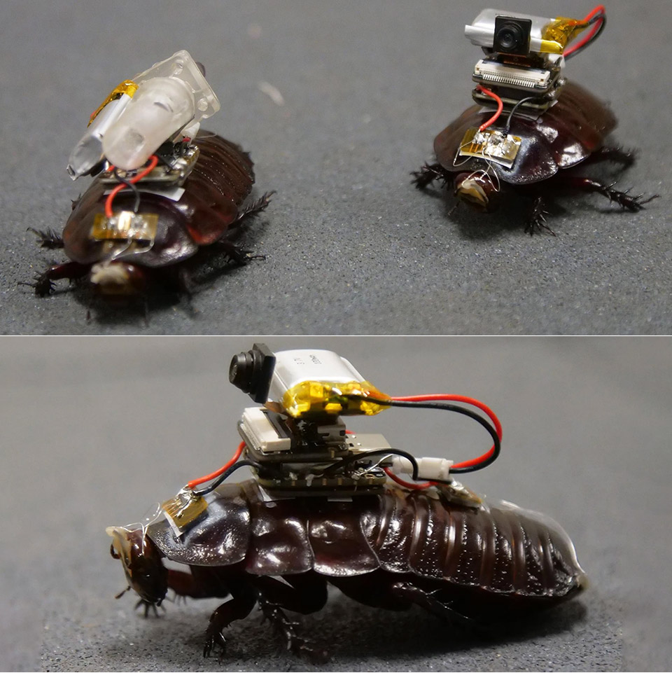 Paraborg Paramedic Cyborg Cockroaches