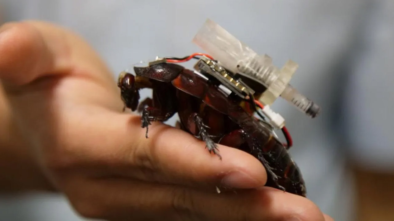 Paraborg Paramedic Cyborg Cockroaches
