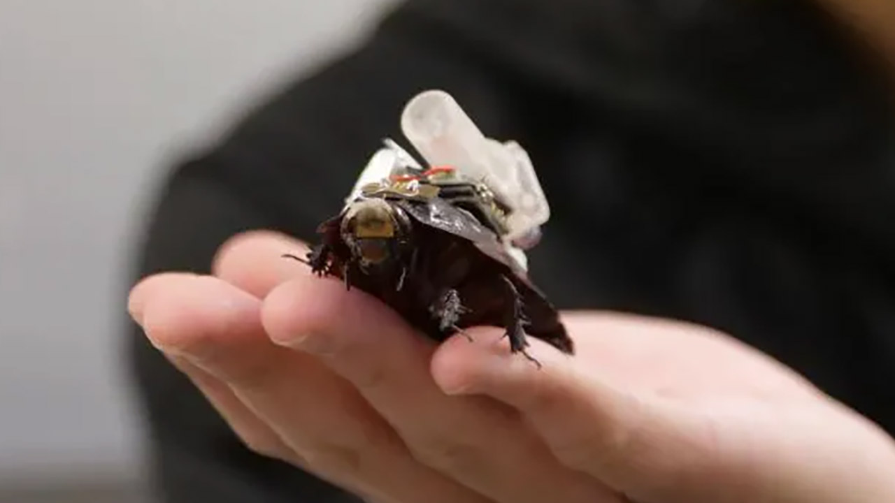 Paraborg Paramedic Cyborg Cockroaches