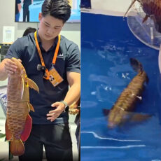 China Autonomous Robotic Fish Surveillance