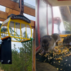 Public Transit Wild Mice Ski Lift Rodentram Express