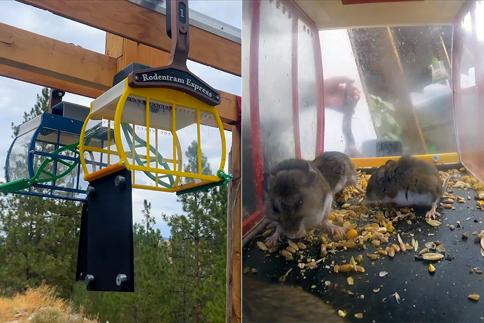 Public Transit Wild Mice Ski Lift Rodentram Express