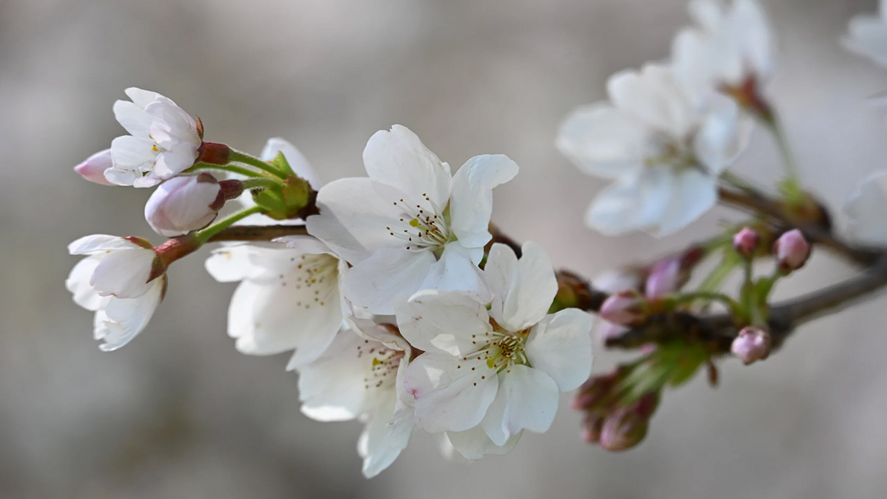 Nikon Z5IIC Camera Sample Photo