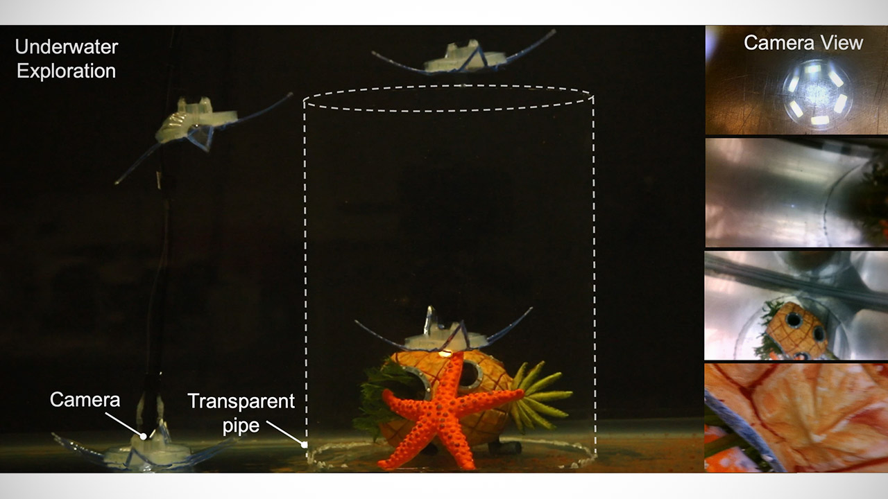 NC State Feather Star Robot 3D